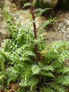 Image of Sacramento Mountain thistle