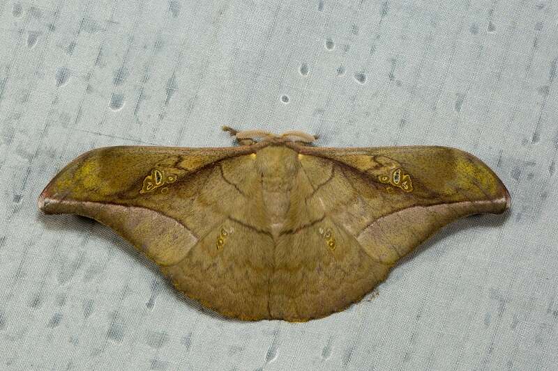 Image of Antheraea rosieri (Toxopeus 1940)