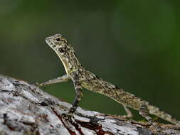 Image of White-spotted Flying Lizard