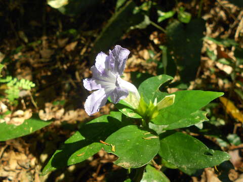 Imagem de Ruellia solitaria Vell.