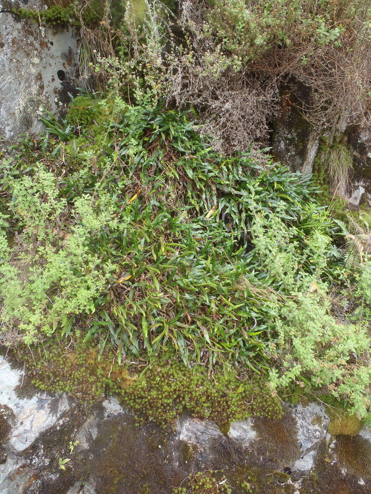 Elaphoglossum acrostichoides (Hook. & Grev.) Schelpe resmi