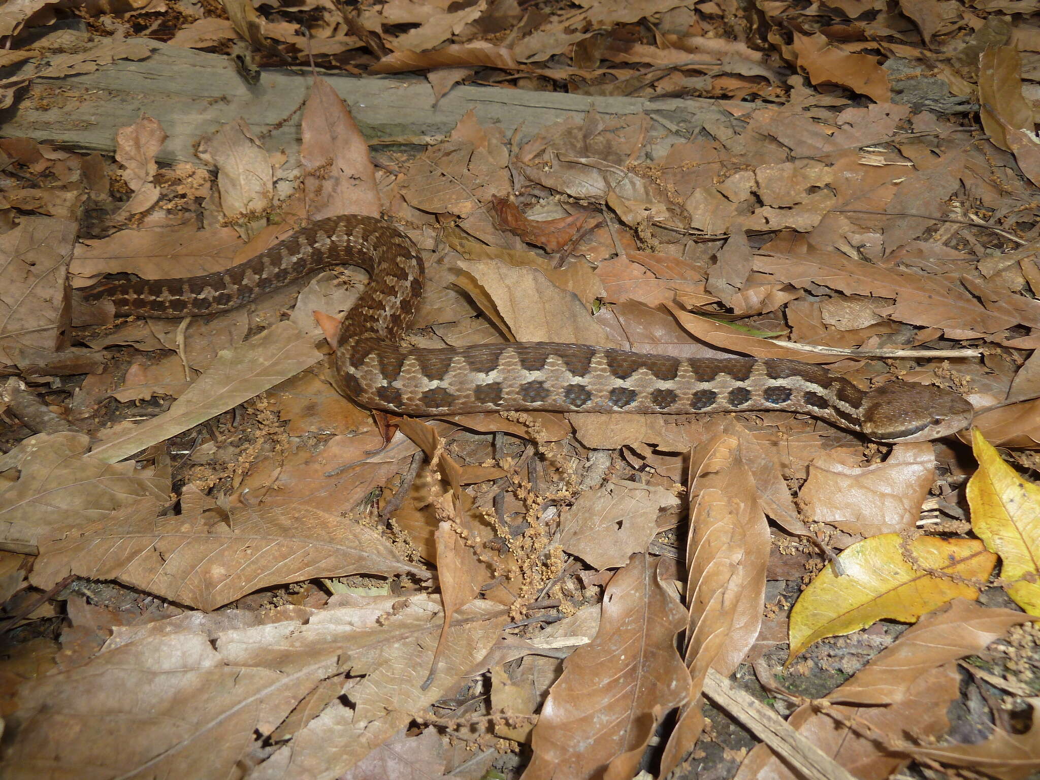 Image of Cerrophidion wilsoni Jadin, Townsend, Castoe & Campbell 2012