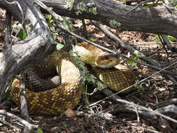 Image of Crotalus molossus nigrescens Gloyd 1936