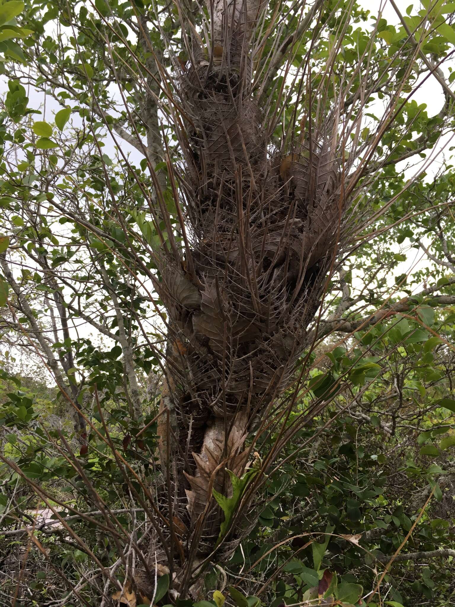 Image of basket fern