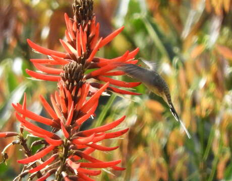 Image of Scale-throated Hermit