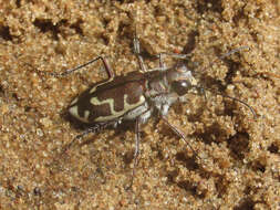 Image of Cicindela (Cicindela) hirticollis hirticollis Say 1817