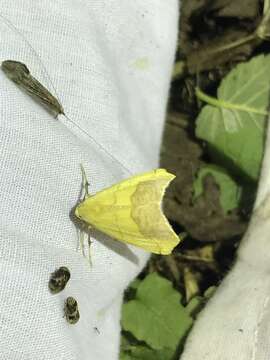 Image of Pink-bordered Yellow, Two-pronged Looper