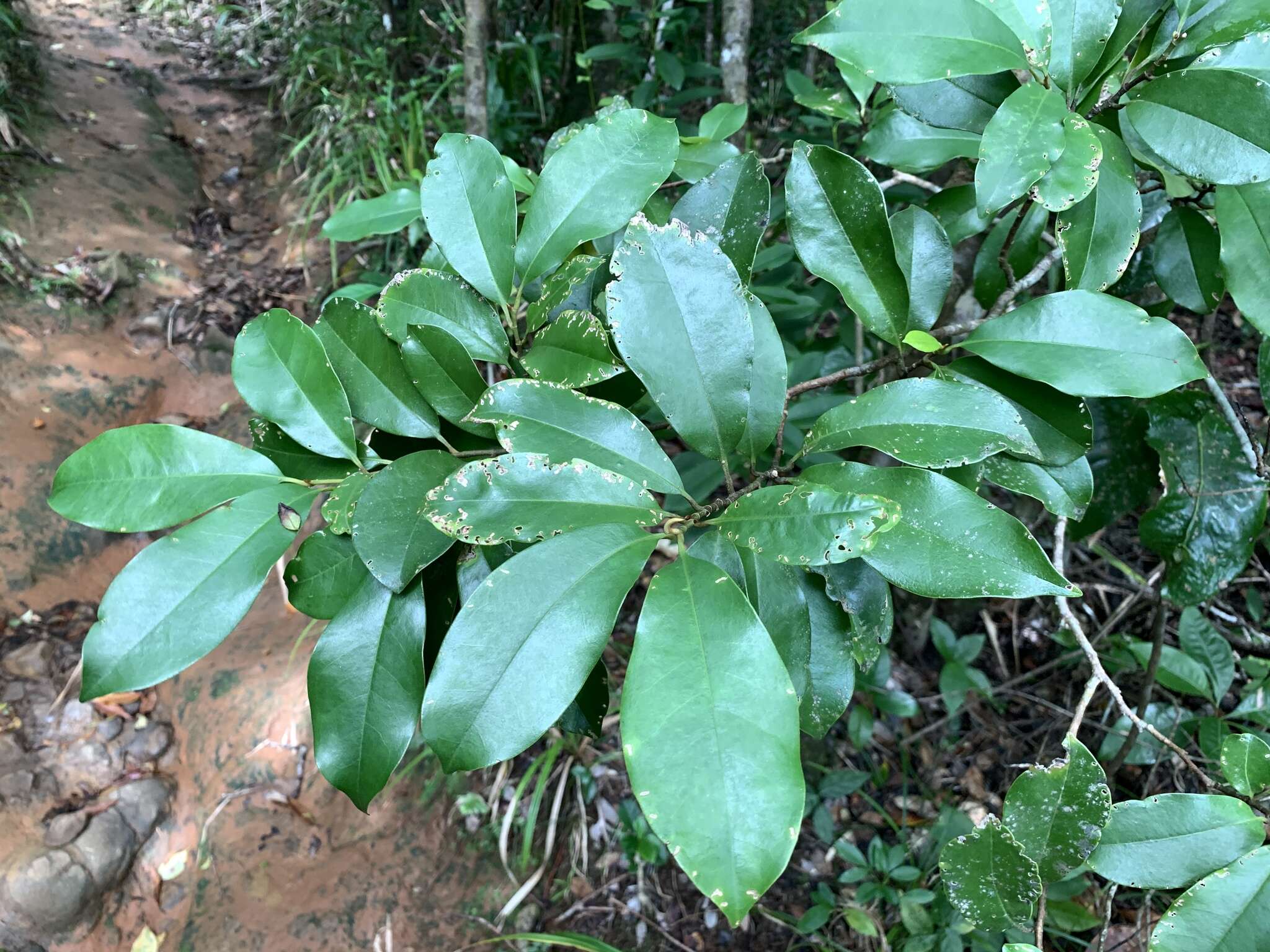 Image of Magnolia compressa Maxim.