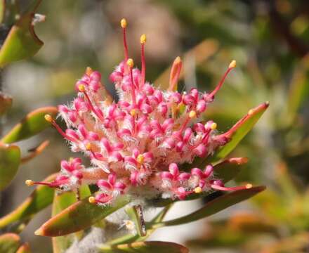 Image of Leucospermum royenifolium (Salisb. ex Knight) Stapf