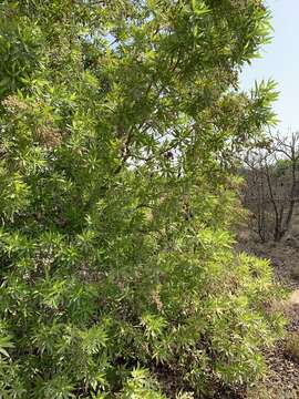 Image of Conocarpus lancifolius Engl.