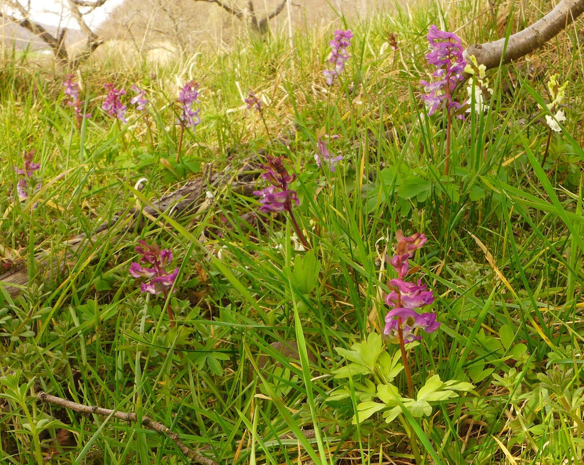 Слика од Corydalis cava (L.) Schweigger & Koerte