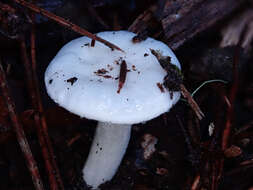 Image of Hygrophorus involutus G. Stev. 1963