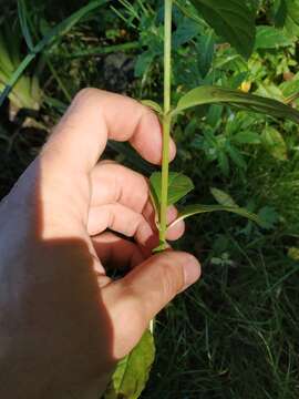 Image of pale willowherb