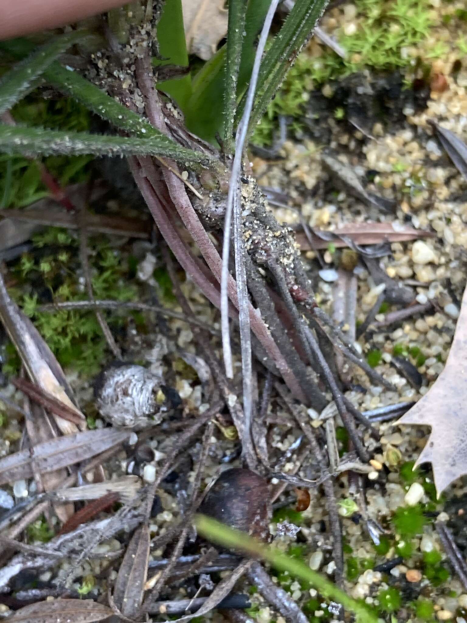 Image de Stylidium crossocephalum F. Müll.