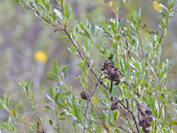 Image of Green-tailed Trainbearer