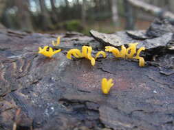 Image of Calocera furcata (Fr.) Fr. 1827