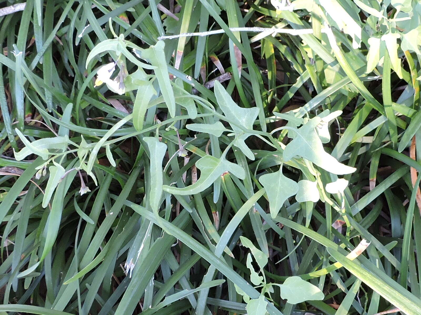 Image of Texas nightshade