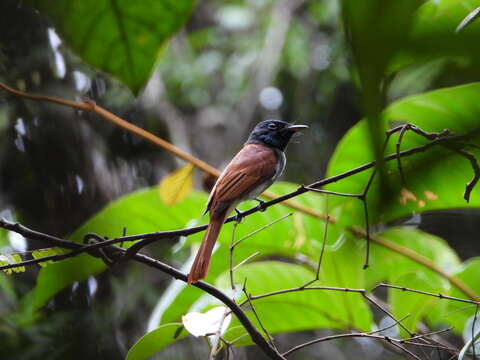 Image of Amur Paradise Flycatcher