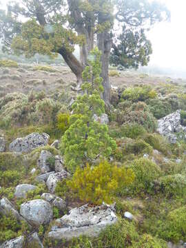 Image of Pencil Pine