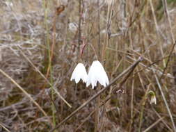 Слика од Acis autumnalis (L.) Sweet