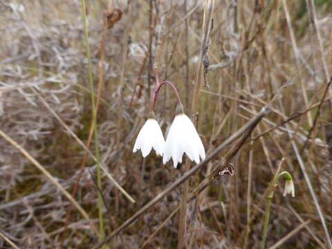 Слика од Acis autumnalis (L.) Sweet