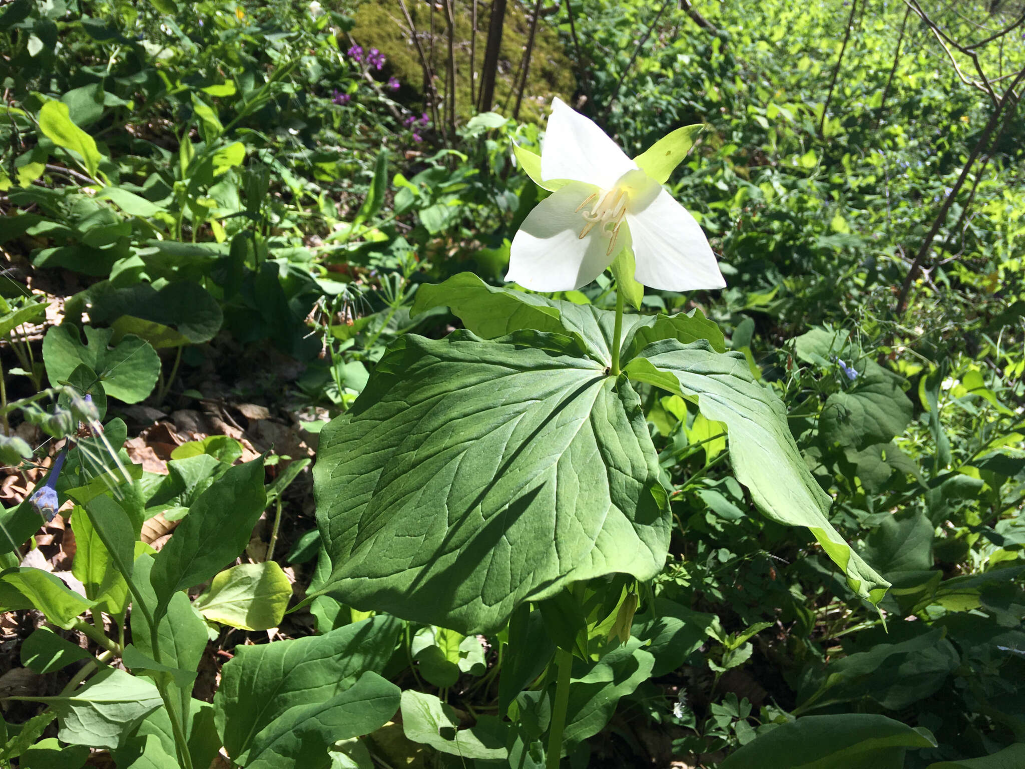 Imagem de Trillium flexipes Raf.