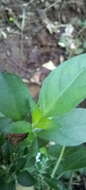 Image of Hairy buckweed