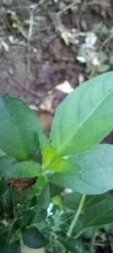 Image of Hairy buckweed