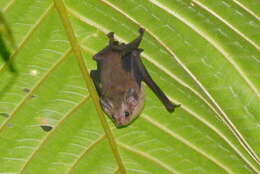 Image of Dark Sheath-tailed Bat