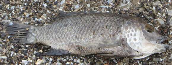 Image of Mozambique Tilapia