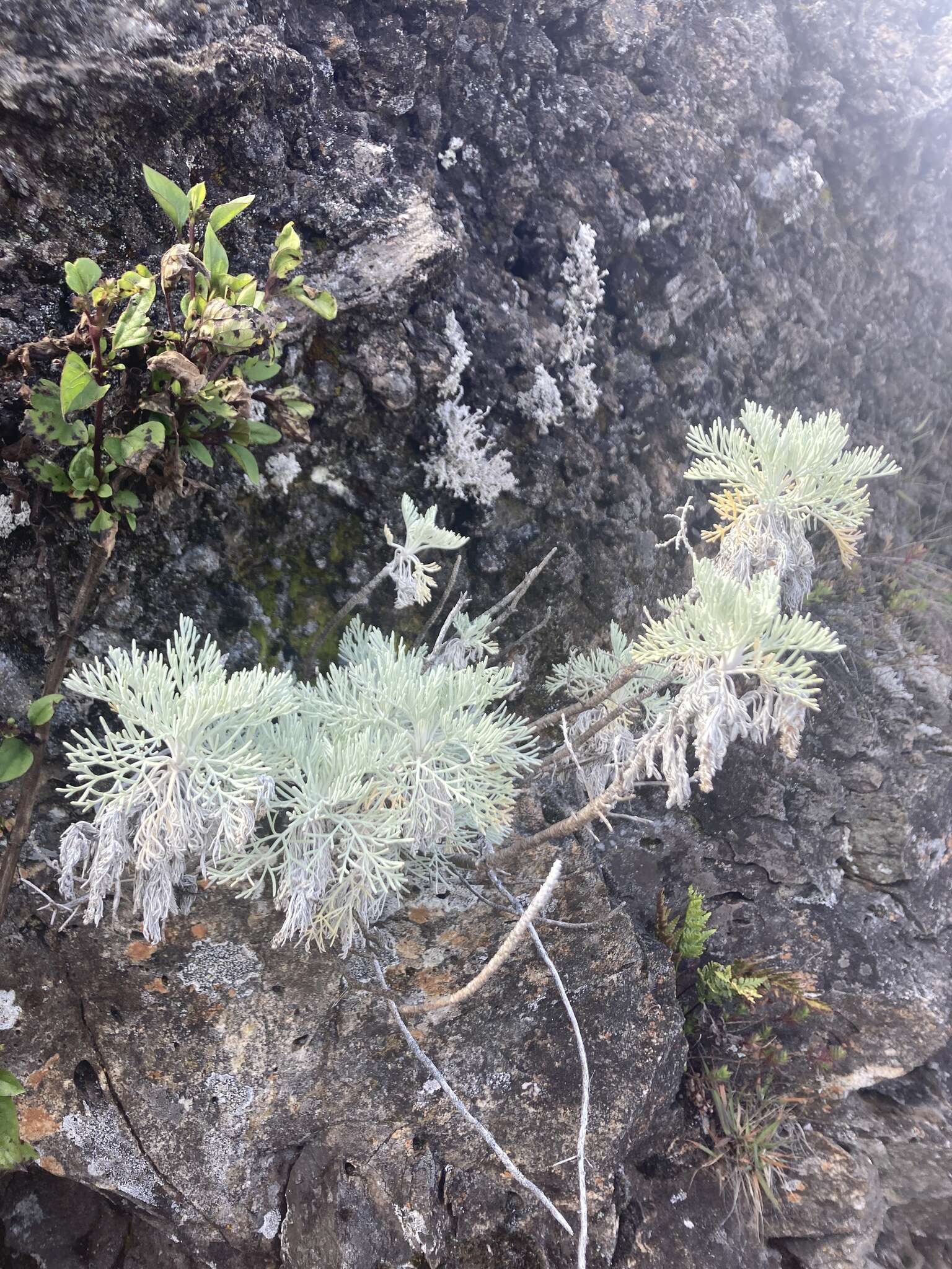 Imagem de Artemisia mauiensis (A. Gray) Skottsberg