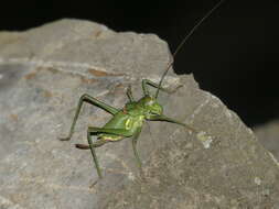 Imagem de Uromenus brevicollis insularis Chopard 1924