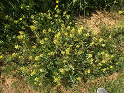 Image of yellowbeak owl's-clover