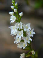 Image of narrow helmet orchid