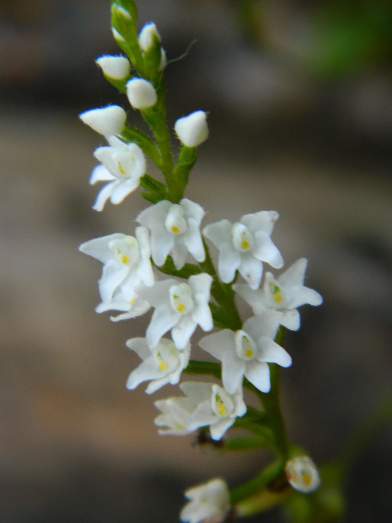 Image of narrow helmet orchid