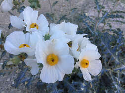 Image of flatbud pricklypoppy