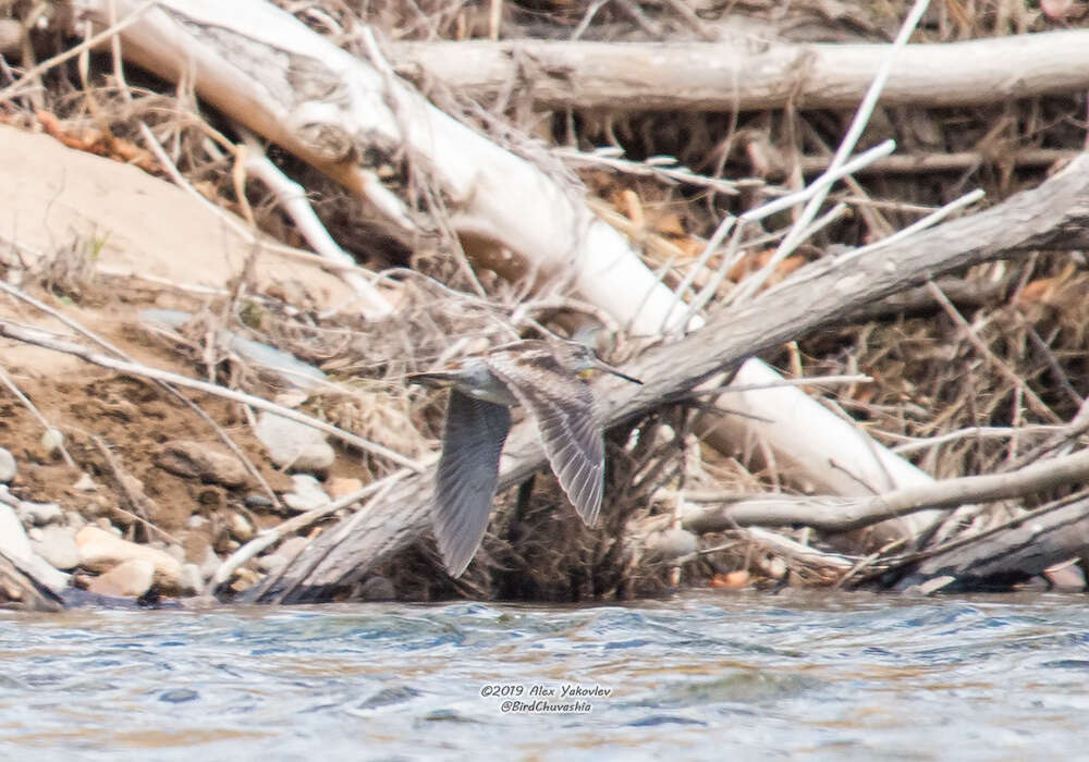 Image of Solitary Snipe