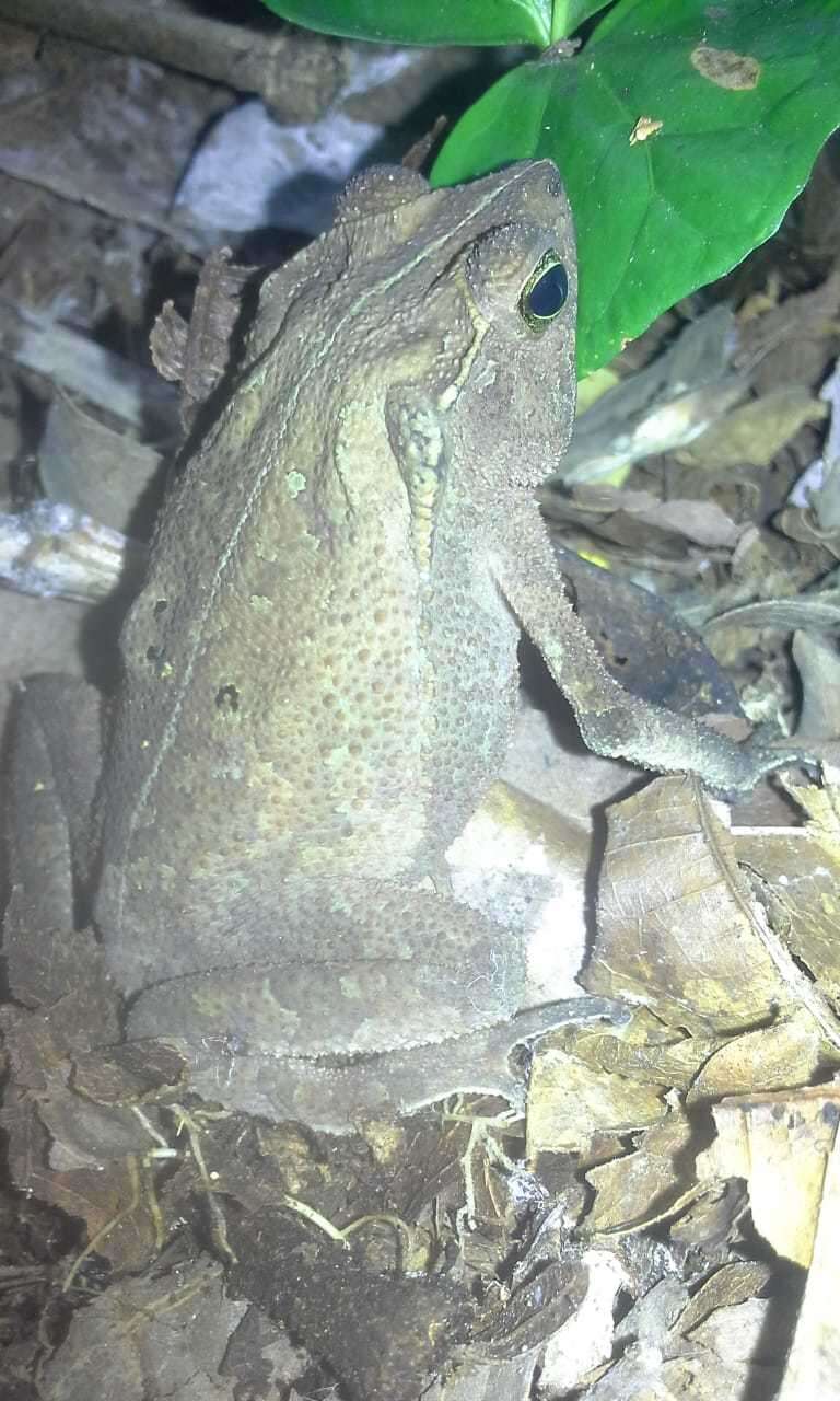 صورة Rhinella sternosignata (Günther 1858)