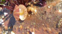 Image of spear scallop