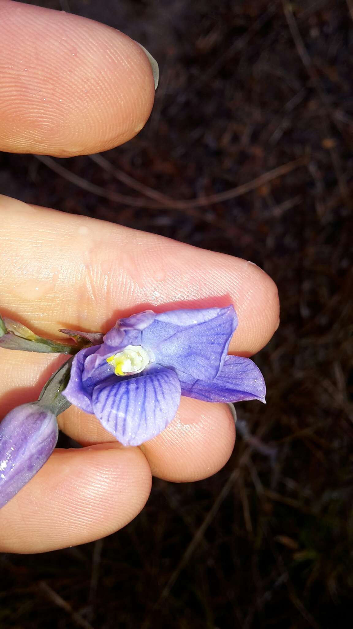 Image of Veined sun orchid