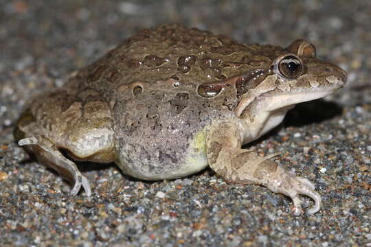 Image of Painted Frog