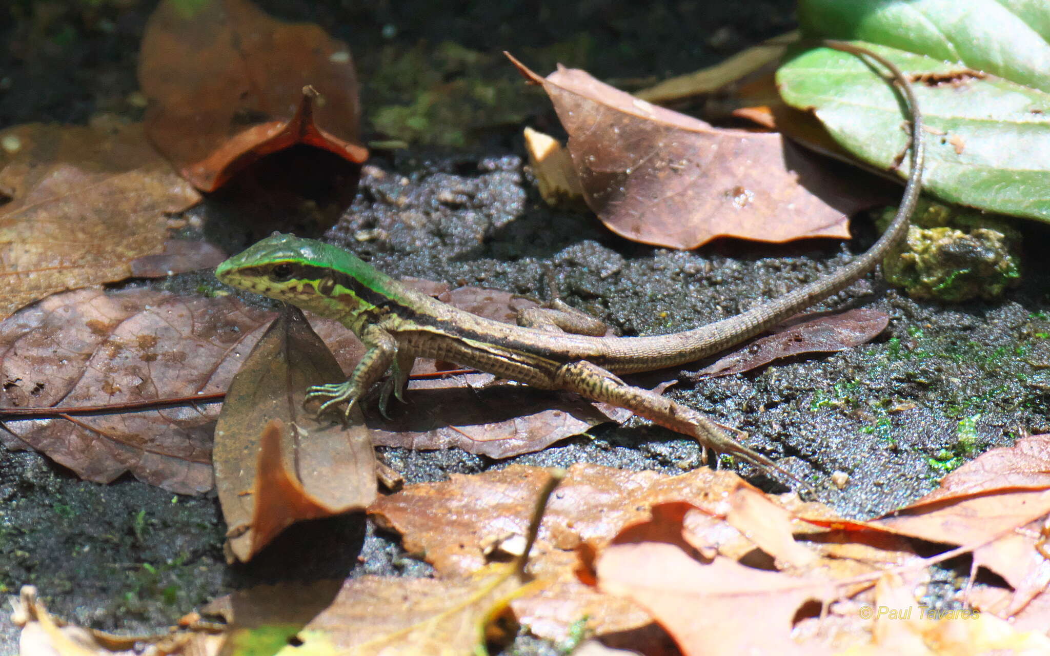 صورة Ameiva atrigularis Garman 1887