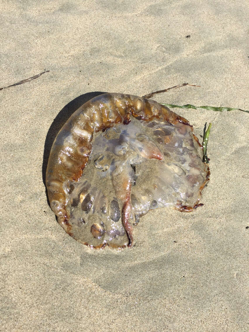 Image of Sea nettle