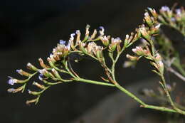 Image of Limonium zembrae S. Pignatti