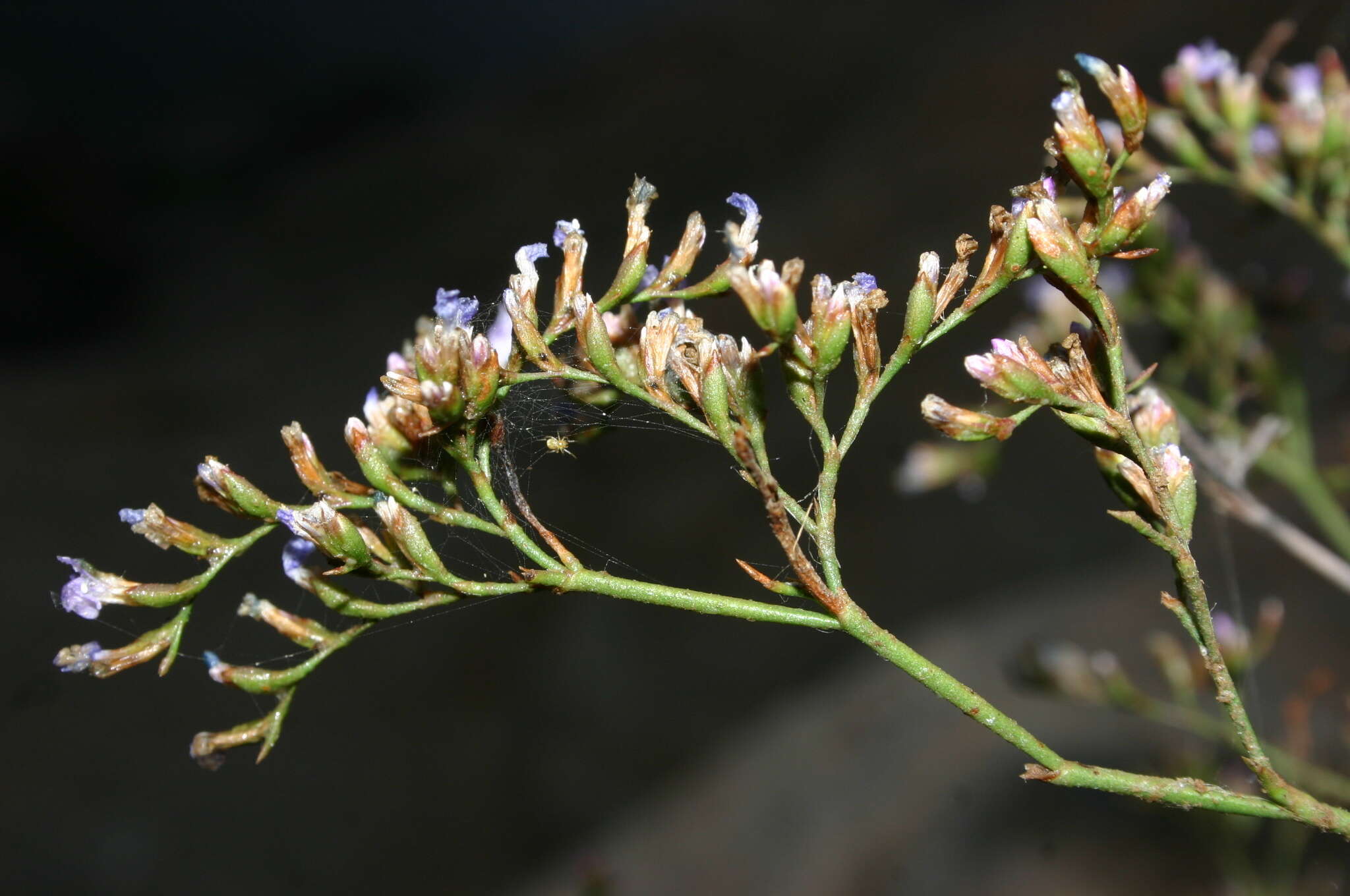 Image of Limonium zembrae S. Pignatti