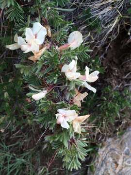 Image of Pea shrub