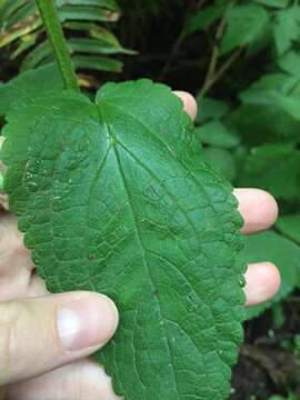 Imagem de Stachys mexicana Benth.