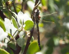 Image of California Darner