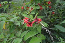 صورة Cestrum fasciculatum (Schltdl.) Miers