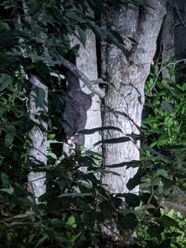 Image of Mountain Brushtail Possum